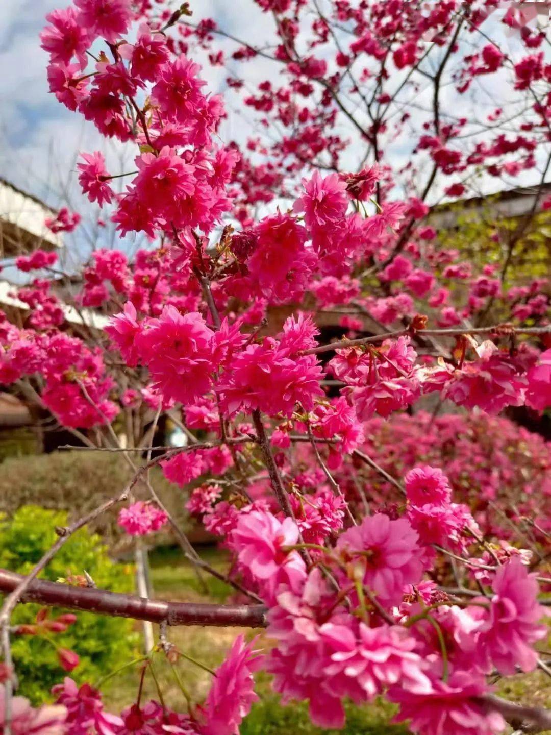 漫步湖边, 6大樱花品种