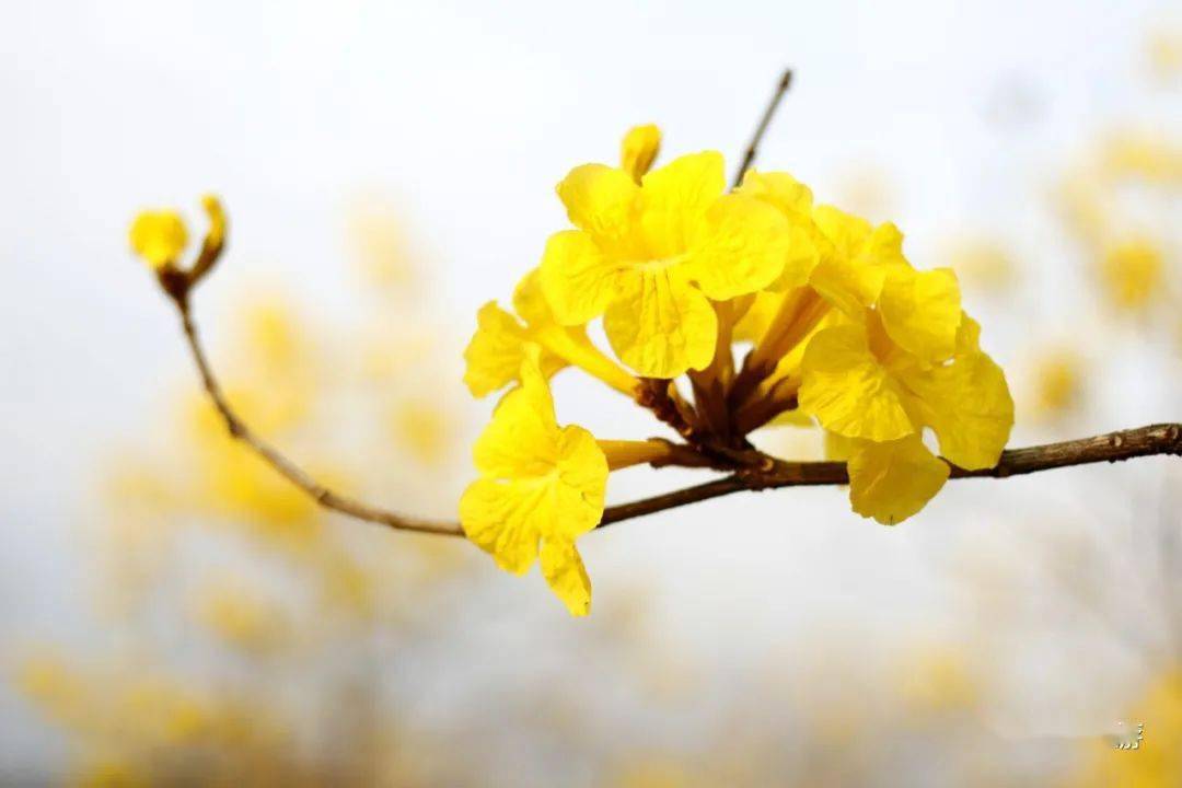 顺峰山公园黄花风铃木