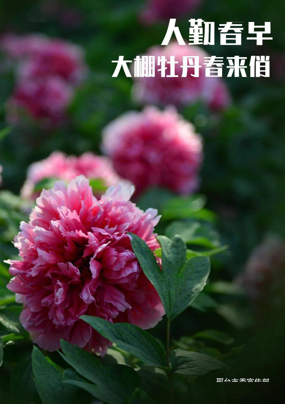 2021年2月11日,河北省柏乡县一家花卉大棚内牡丹迎春盛放.