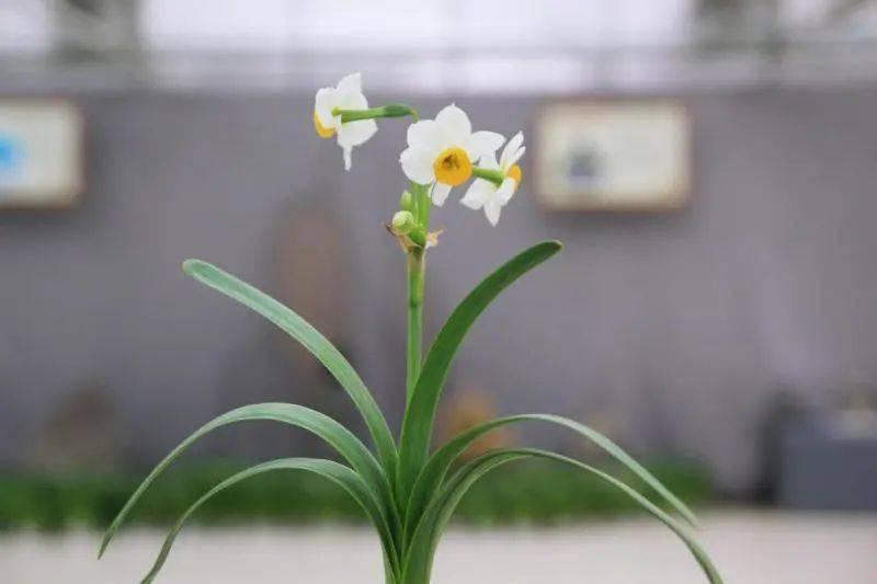 箭多花繁是央视春晚的座上宾是漳州人点缀新年必不可少的年花水仙花