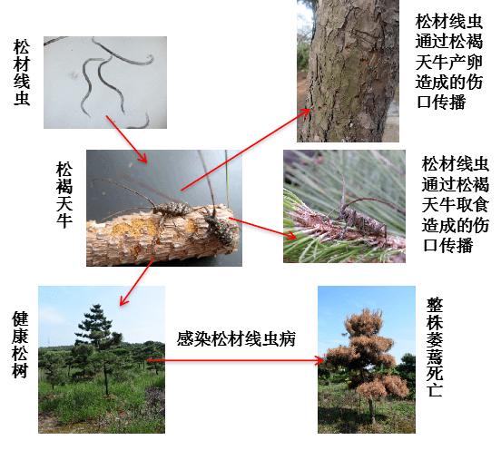 自然科普 | 告诉你有关松材线虫病的那些事儿!