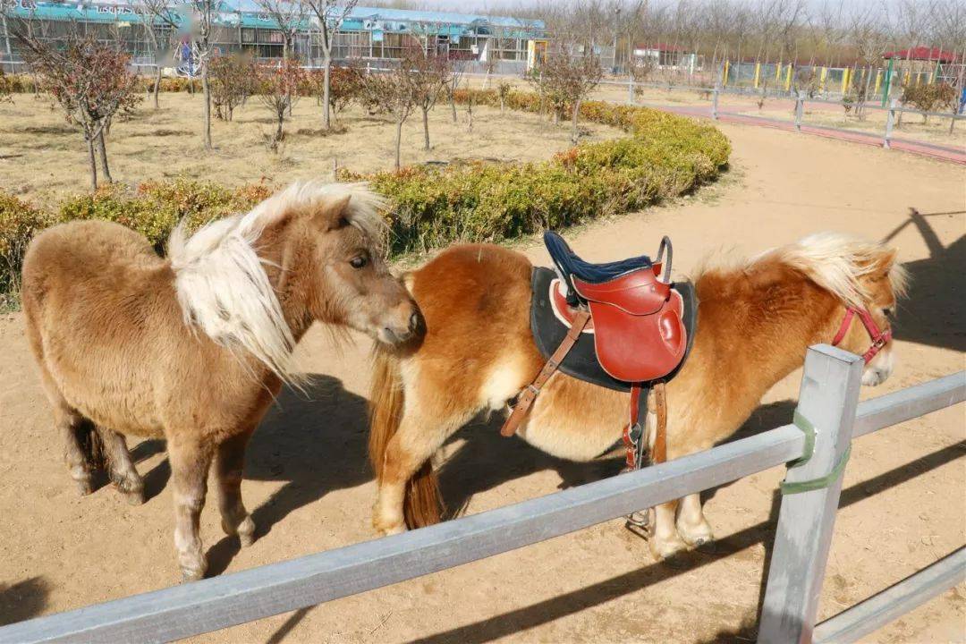 【城运控股交运黄岛】温馨之旅·诸城野生动物园一日游