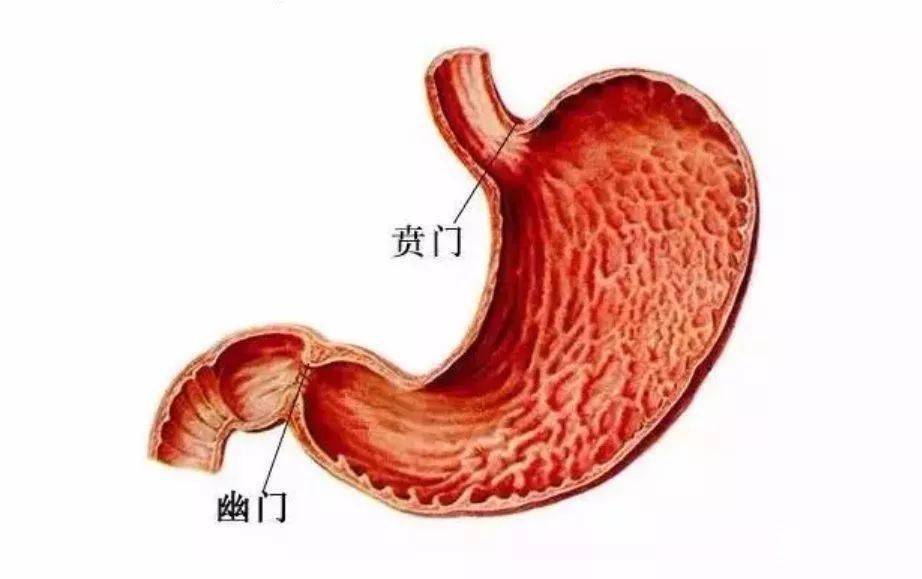 胃与食管相连的部分叫贲门.