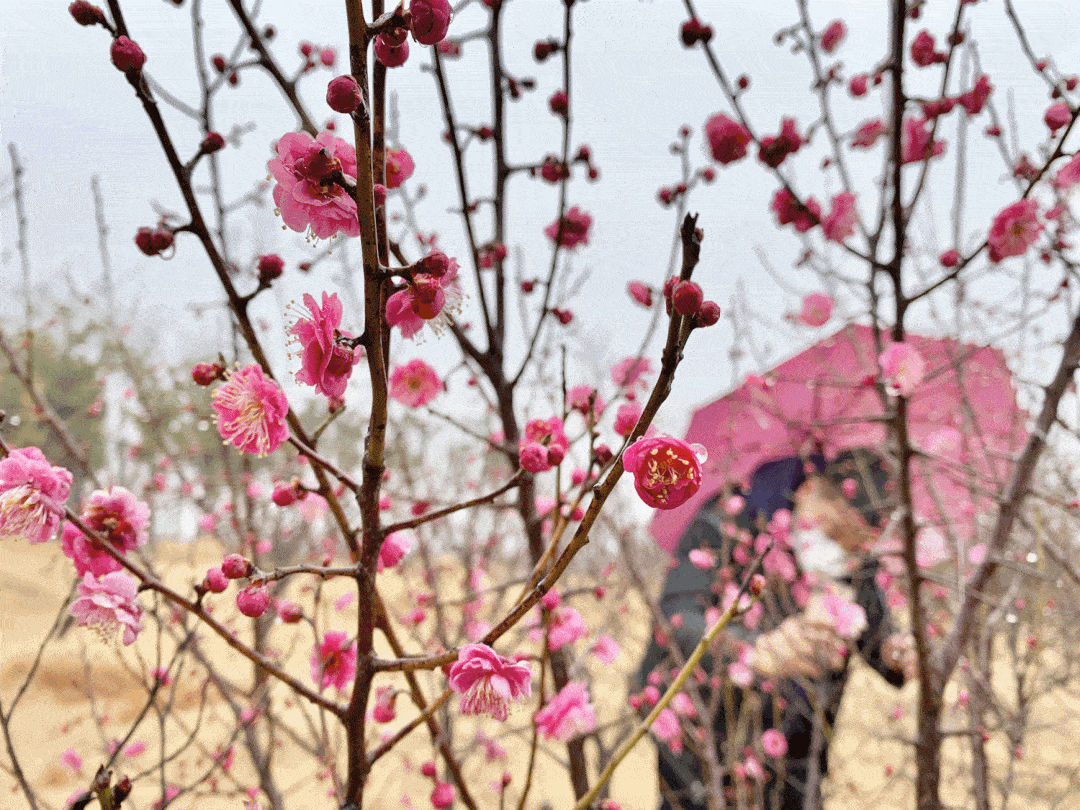 梅花初开,门票特惠,阳光明媚,出游正好!