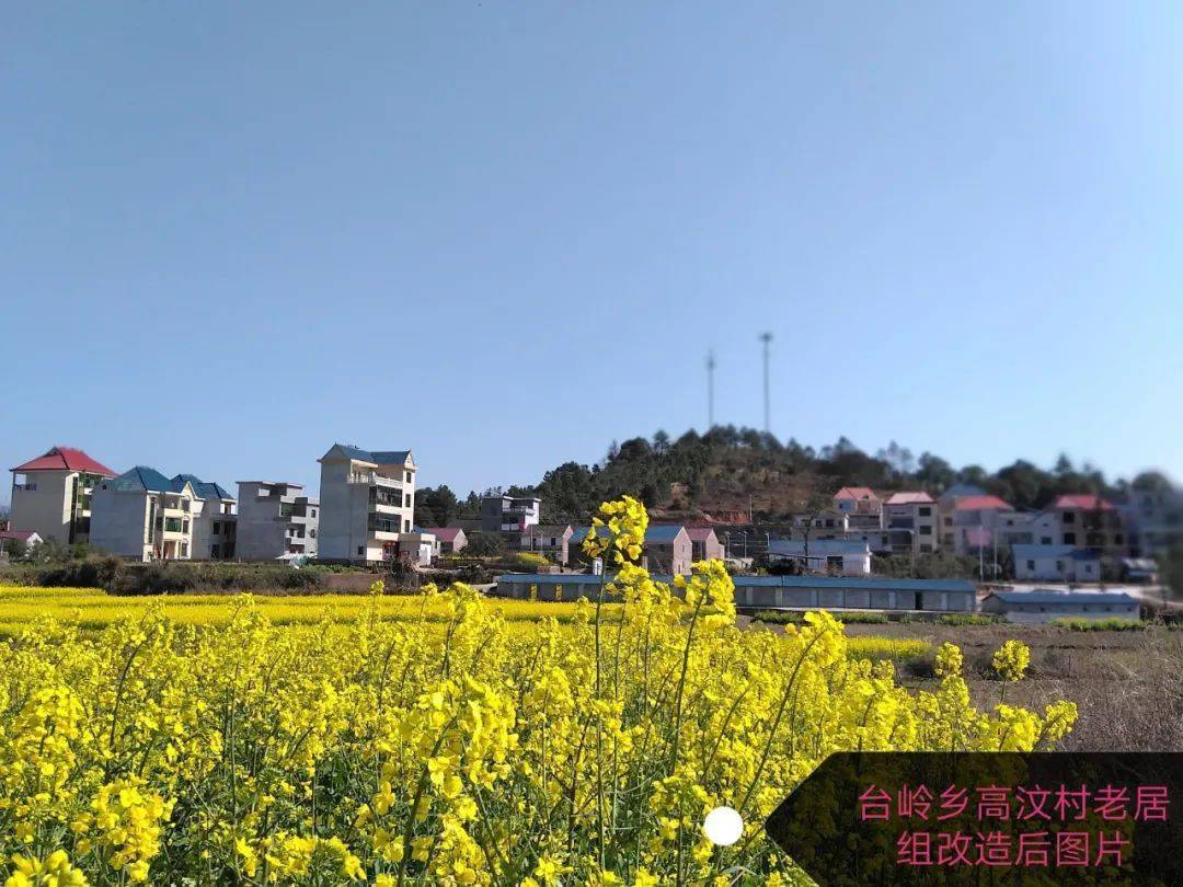 2月20日10时,春和景明,阳光普照;永新县台岭乡高汶村田垄里组的油菜地