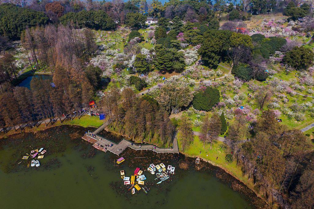 武汉:航拍东湖春景 盛开梅花点缀其中