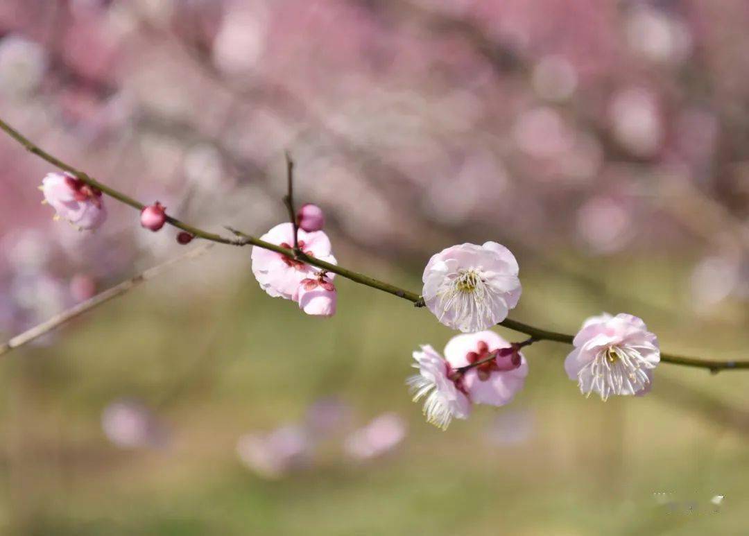 春游巢湖系列之庙岗乡清水湾梅花园