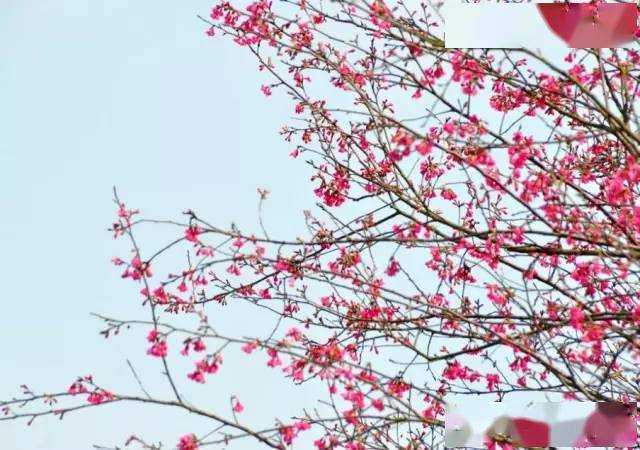 3月6/7/8日玉林五彩田园樱花大道赏樱花,园博园一天99