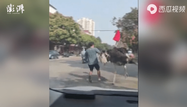 离家出走?鸵鸟趁主人不注意逃上街头狂奔,画面曝光