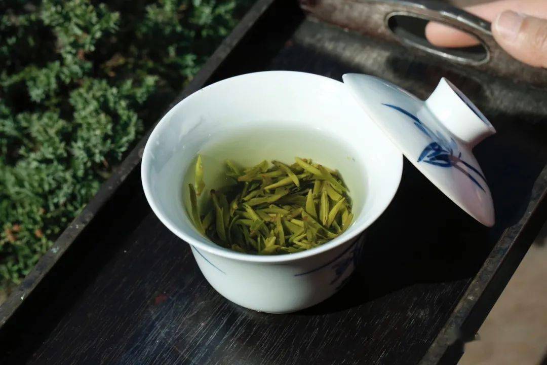 新茶尝鲜今年的第一款头春茶满足你喝春的瘾