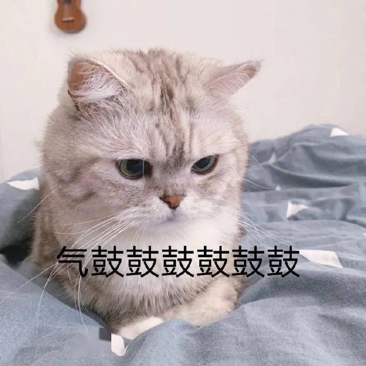 【沙雕表情包】猫咪臭娜娜表情包