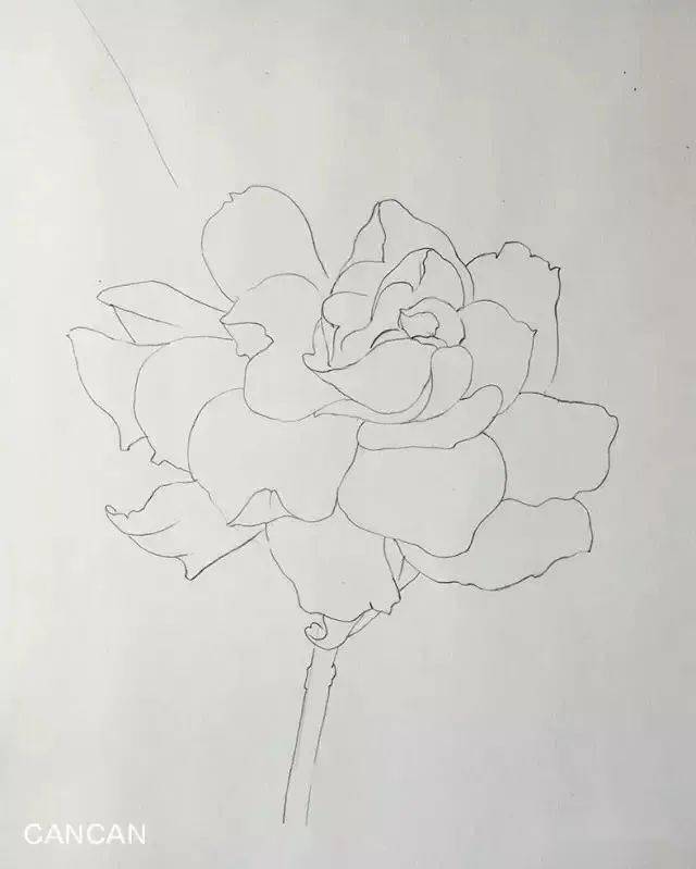 彩铅画花卉简单 | 教你画一朵纯洁无瑕的栀子花