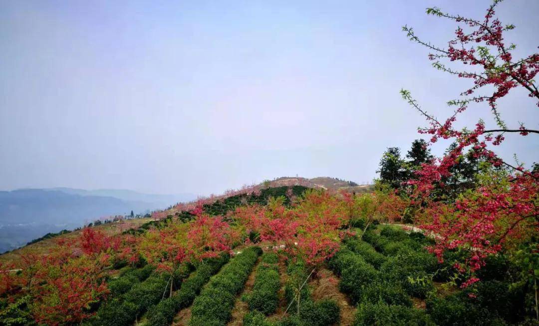 太美了春季出游认准江津这个花花世界