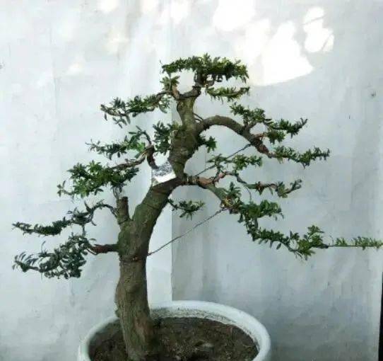 在直杆的罗汉松主干上,选取一个合适的主枝位置.将枝杆截断矮化.