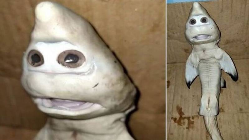 鲨鱼宝宝面部似人脸印尼渔夫从母鲨体内剖出变异幼鲨