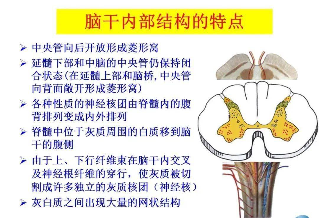 【收藏】脑干内部超详细功能解剖图