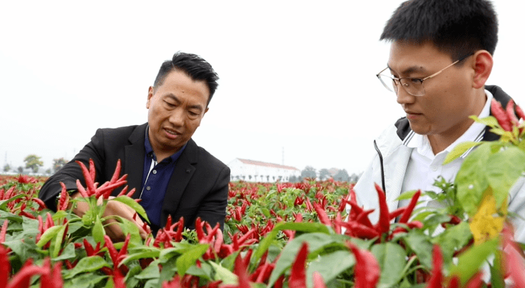 仅44年,小县城蜕变成中国辣椒之都!全国70%的朝天椒品种都在这!