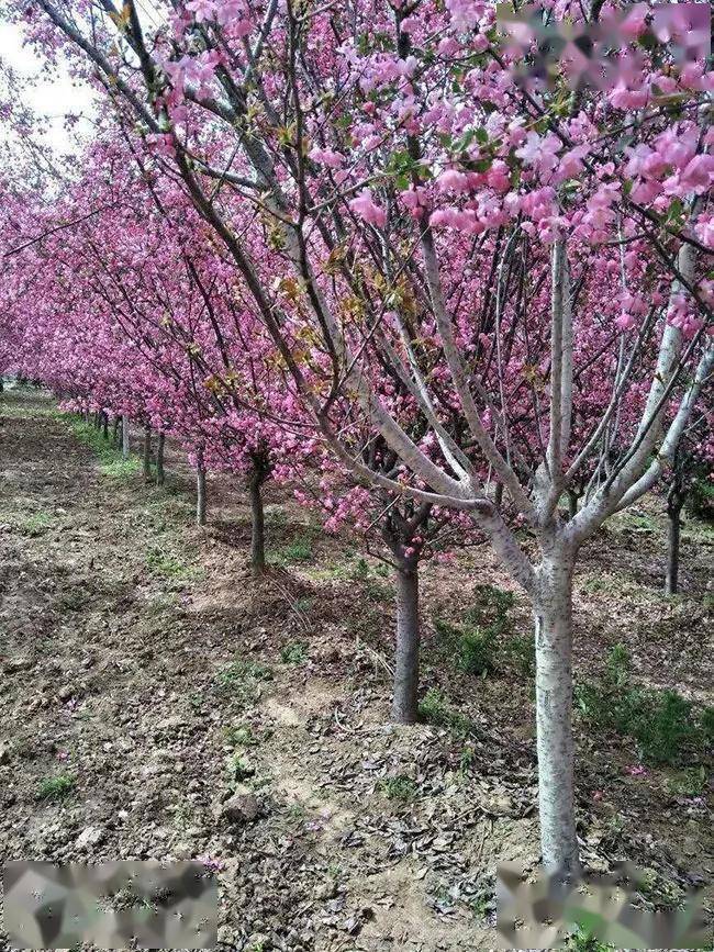 中国樱花和日本樱花有什么区别?