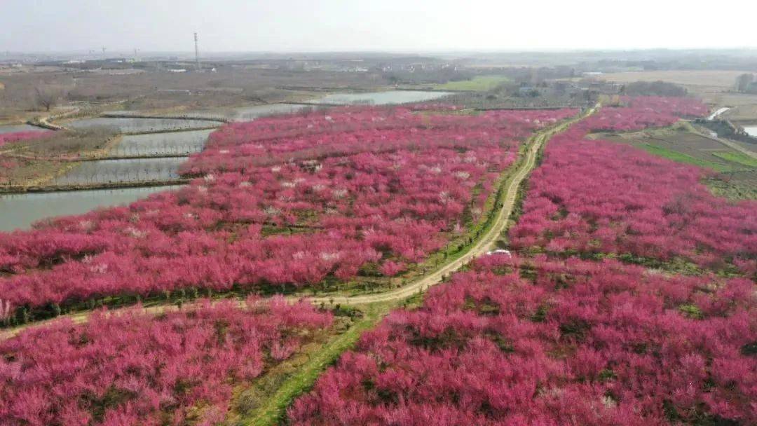 春游巢湖系列之庙岗乡清水湾梅花园