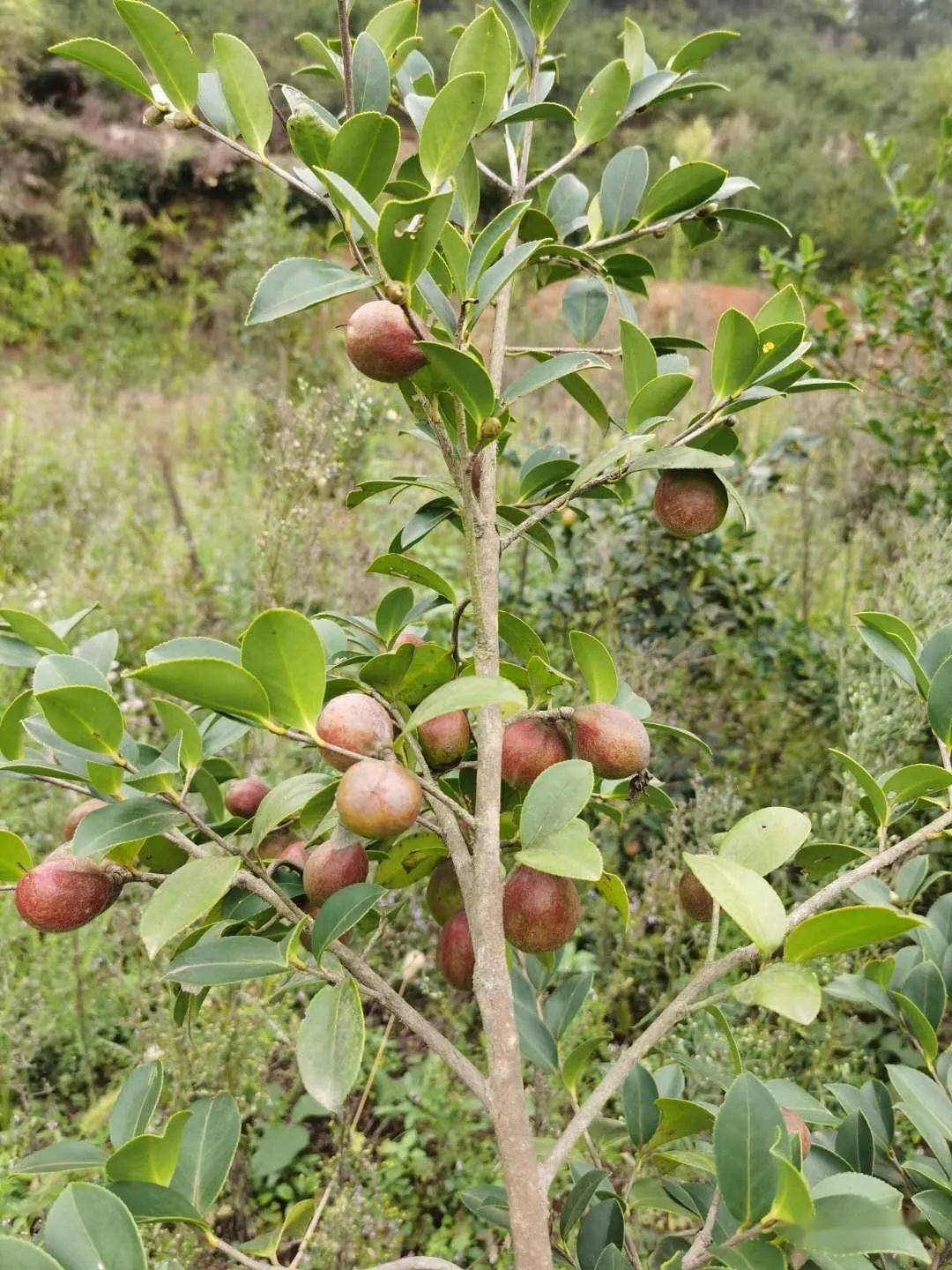 浑身是宝的油茶树,中国家庭偏偏爱上山茶油