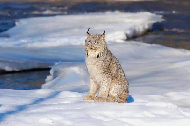 动物图册加拿大猞猁