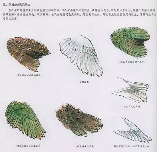 中国国画——孔雀的翅尾画法 蓝孔雀的翅膀羽毛上有褐色波状粗细斑纹