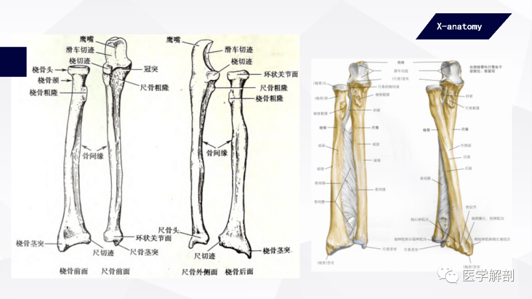 人体解剖学 附肢骨及其连结 上肢骨连结_关节