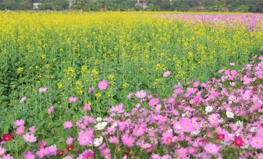 东莞上元稻田公园绝美花海竞相绽放