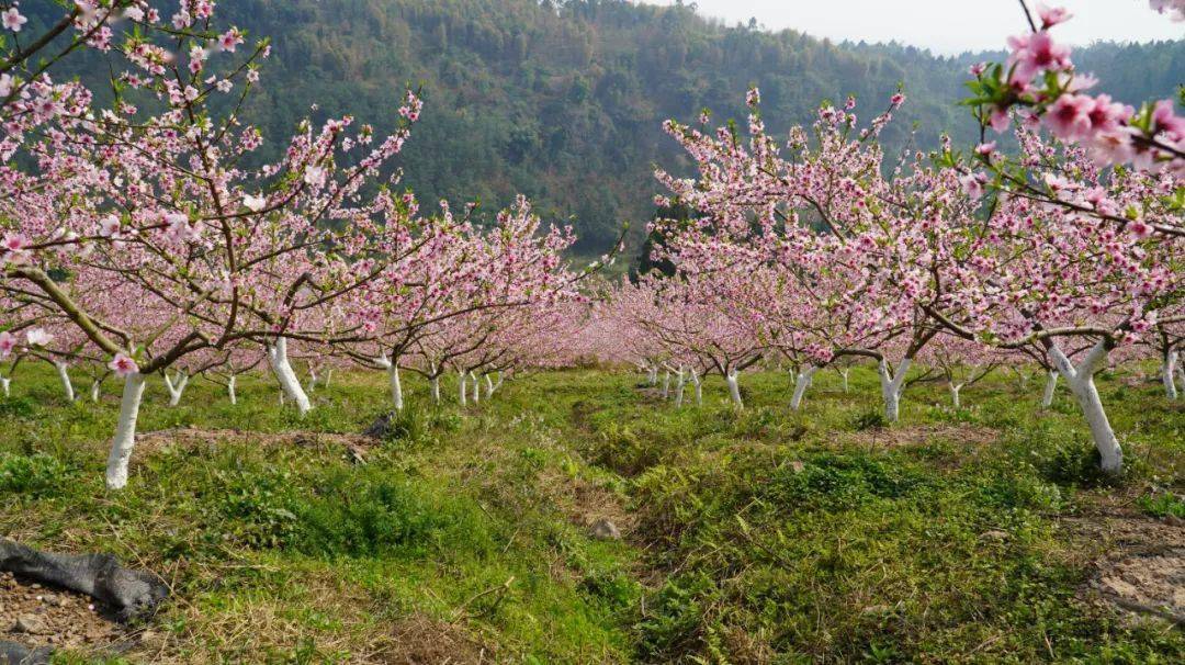 从2月底到3月初 犍为县清溪镇龙门村 "龙门桃园"水果种植基地 400多亩