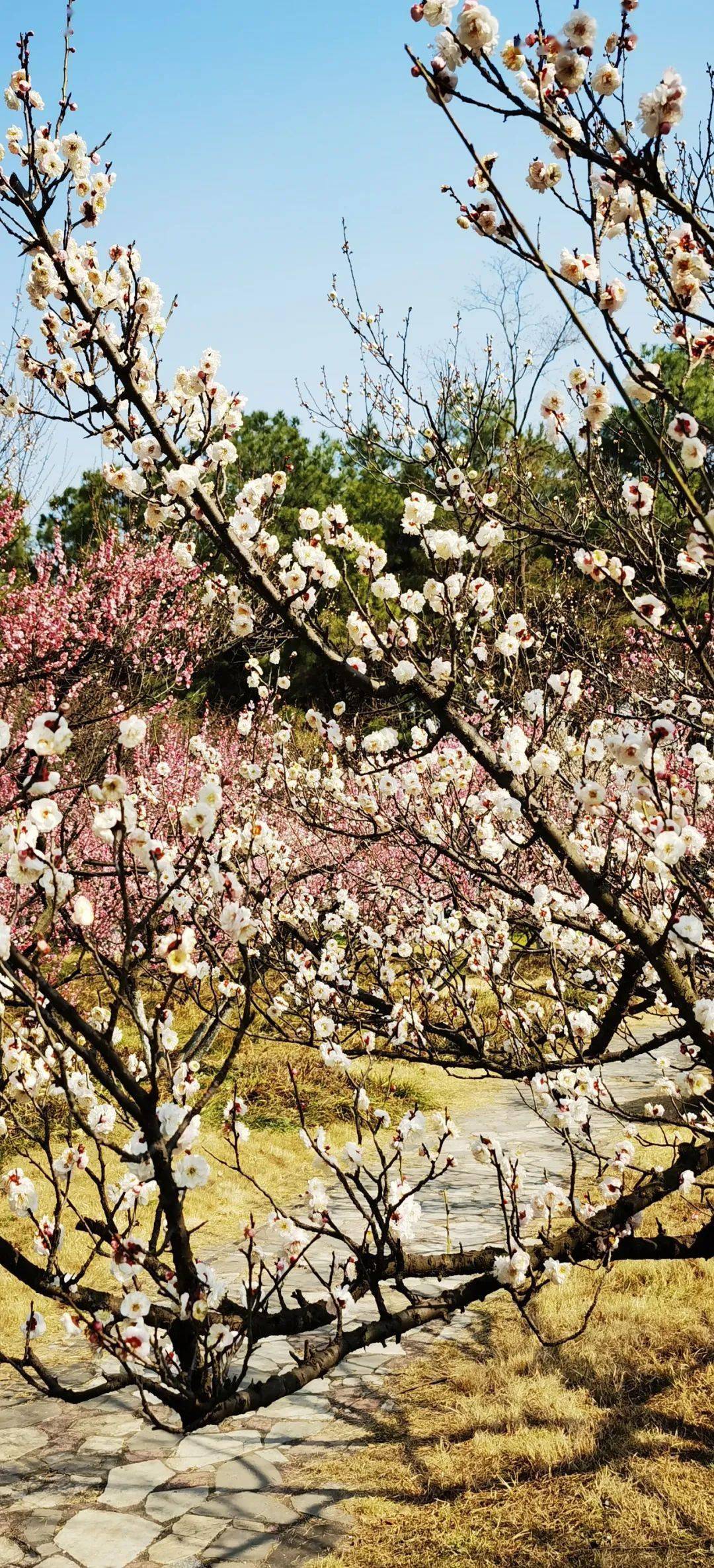 合肥植物园梅园占地150余亩,收集种植梅花品种150余种,5000余株,是