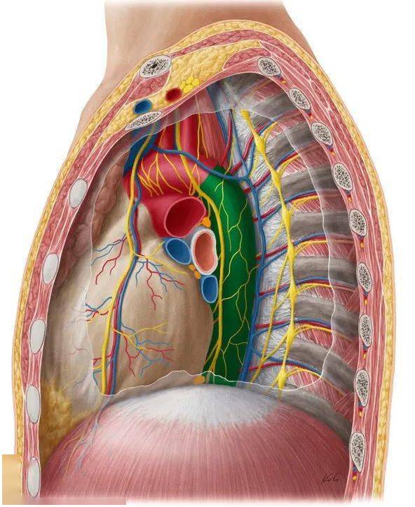 交感神经胸部解剖简介