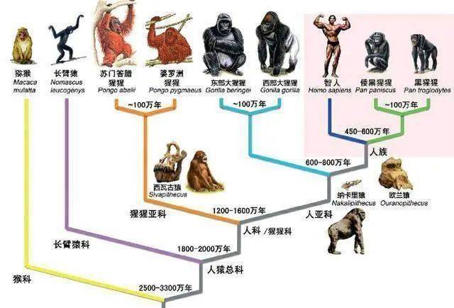 原始人类怎么就突然出现了?
