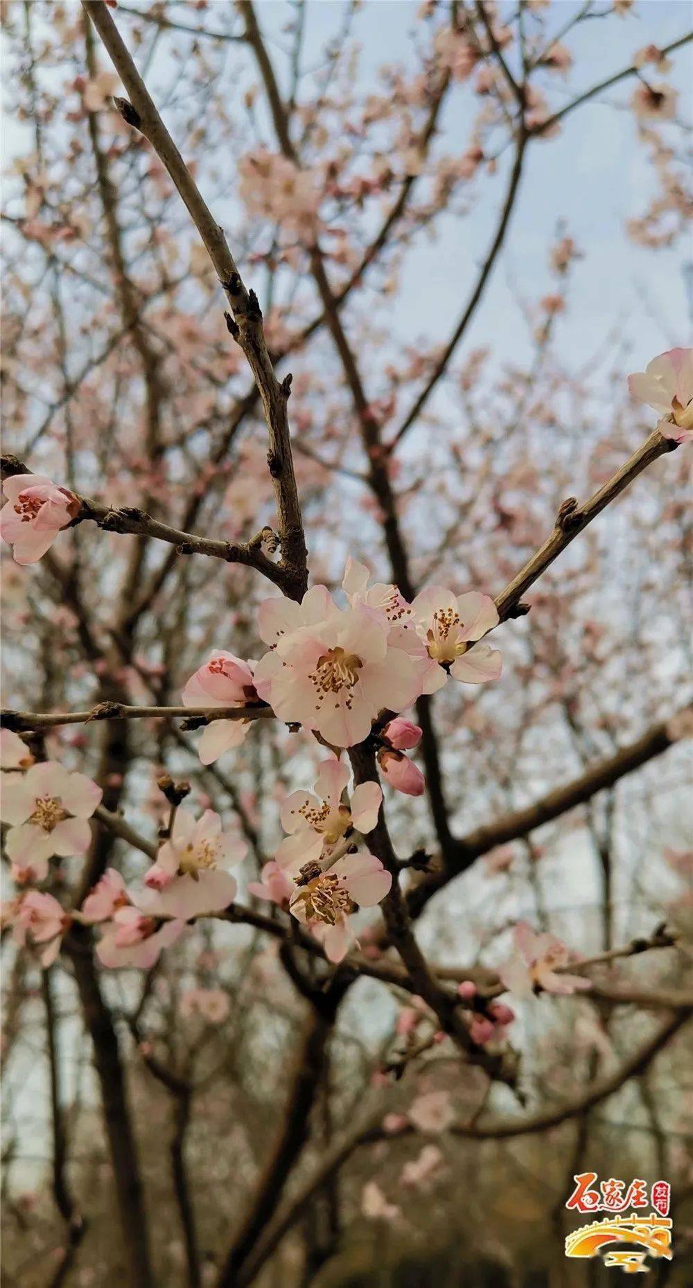 山桃花 山桃花期早 花朵美丽 山桃树皮红铜色,亮而光滑