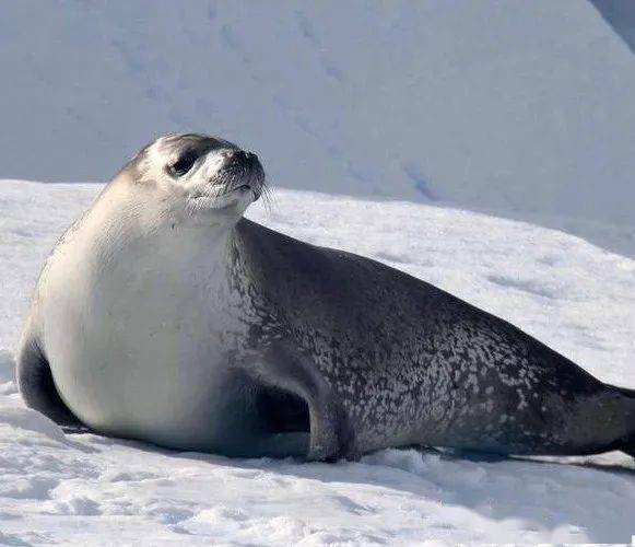 保护生物多样性 | 别让"海豹"变成"海报"_seal