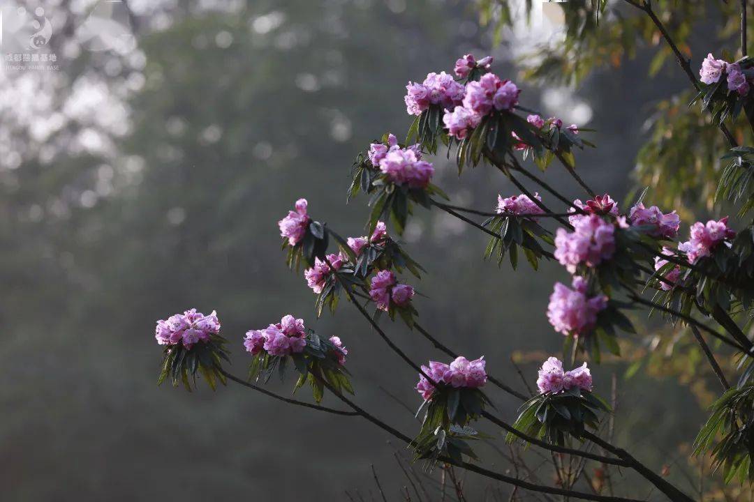 岷江杜鹃白色花朵点缀在山谷的绿色中格外淡雅露珠杜鹃如同一颗露珠