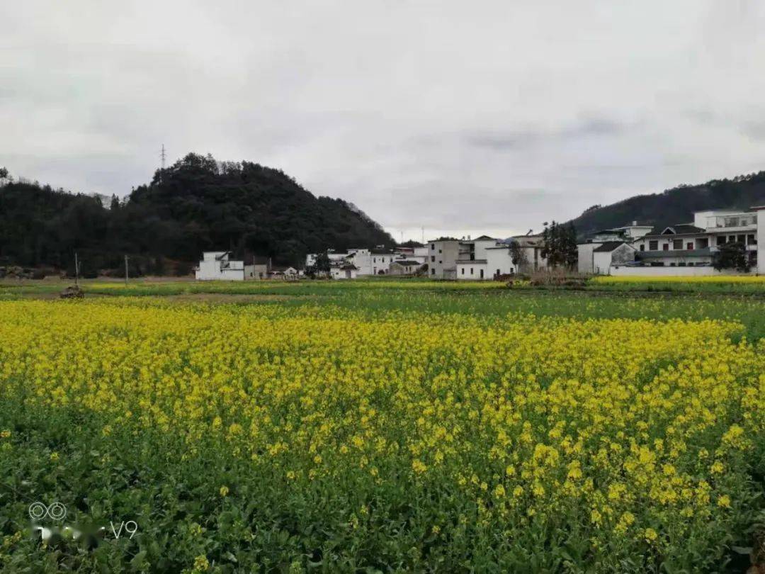 歙县石潭:油菜花花情播报!