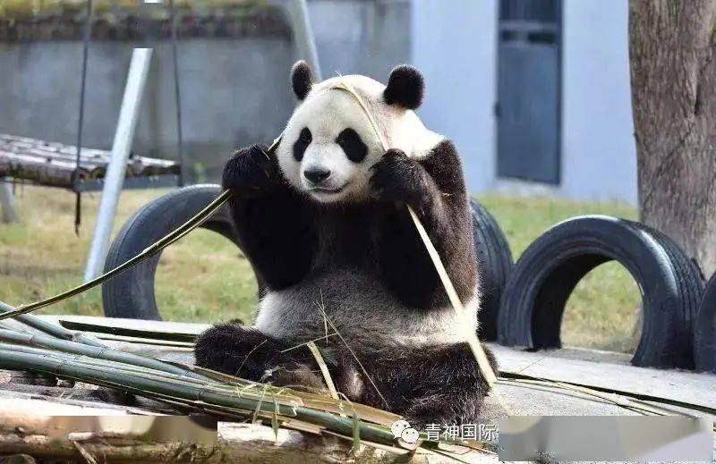 被大熊猫繁殖基地看上苏星离开眉山啦