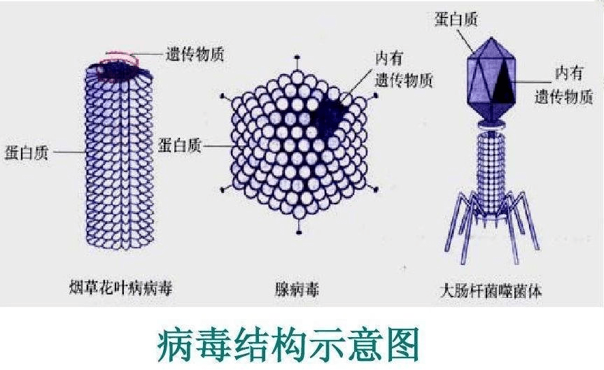 12. 病毒的结构?