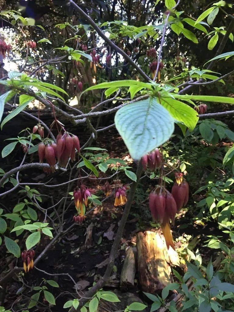 黄金灯笼花  joanna / inaturalist
