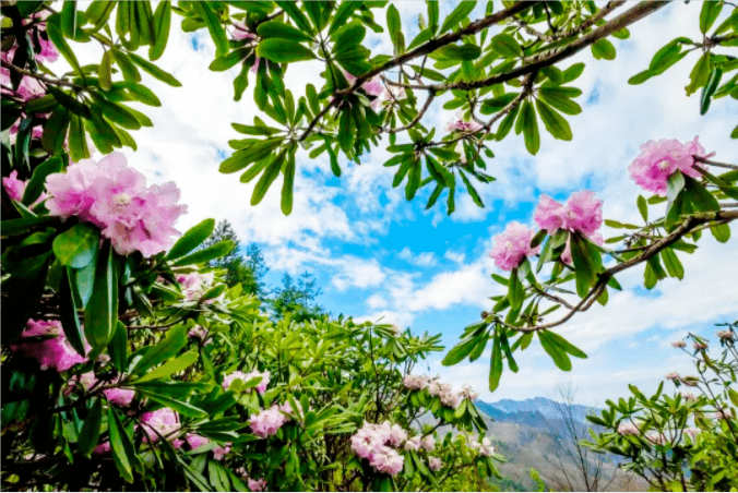 春和景明|不辜负大好春光 去镇安相遇你未见的风景