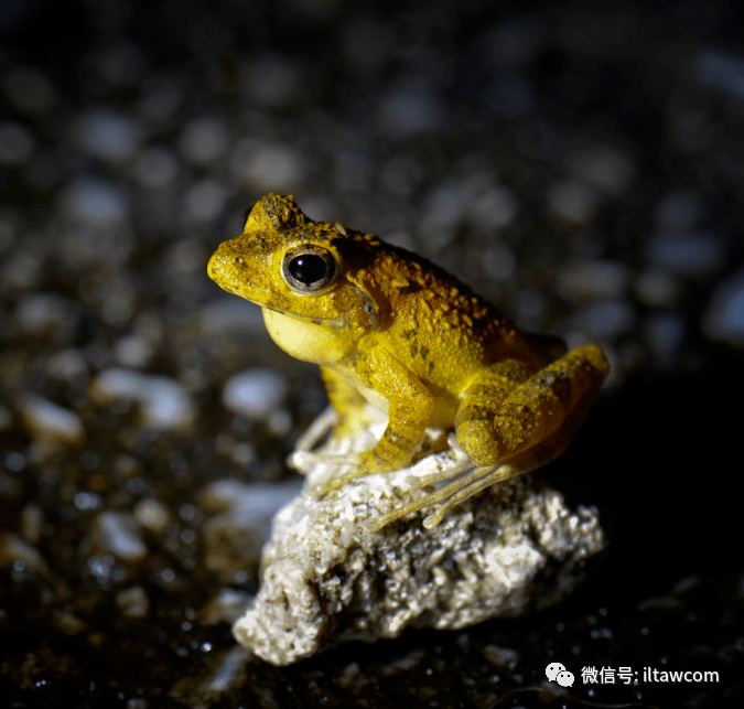 脊索动物门 chordata 纲:两栖纲 amphibia 目:无尾目 anura 科:树蛙科