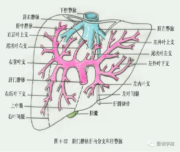 最全总结肝脏的表面解剖及分叶分段太赞了