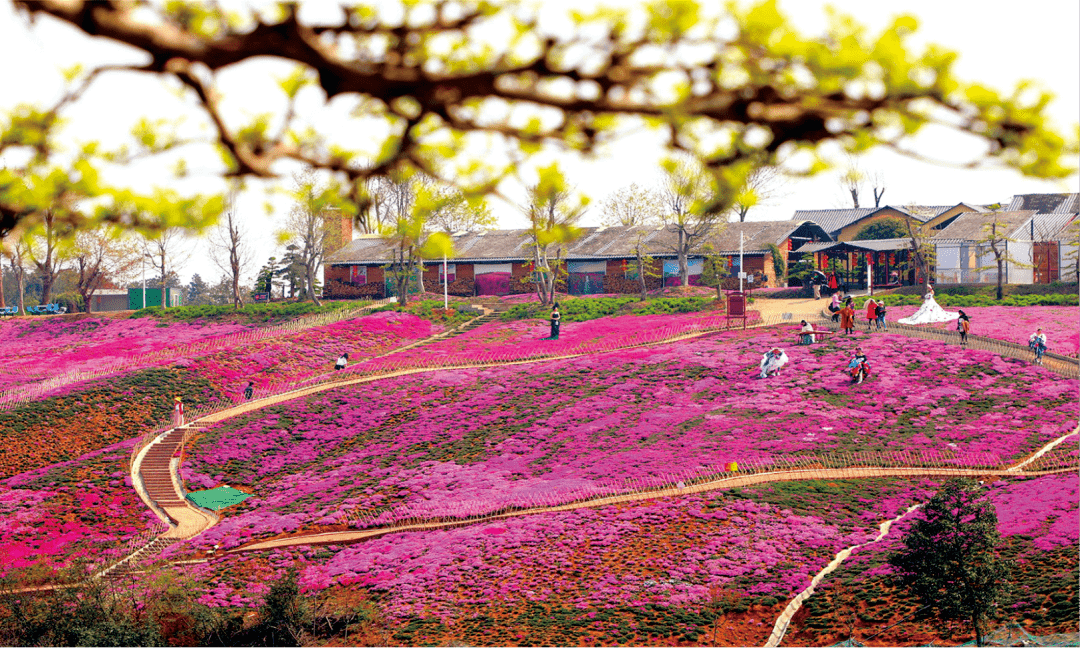 观光园→松木坪杜鹃花海→王家畈茶马古道 游览点:文仙洞村樱花园