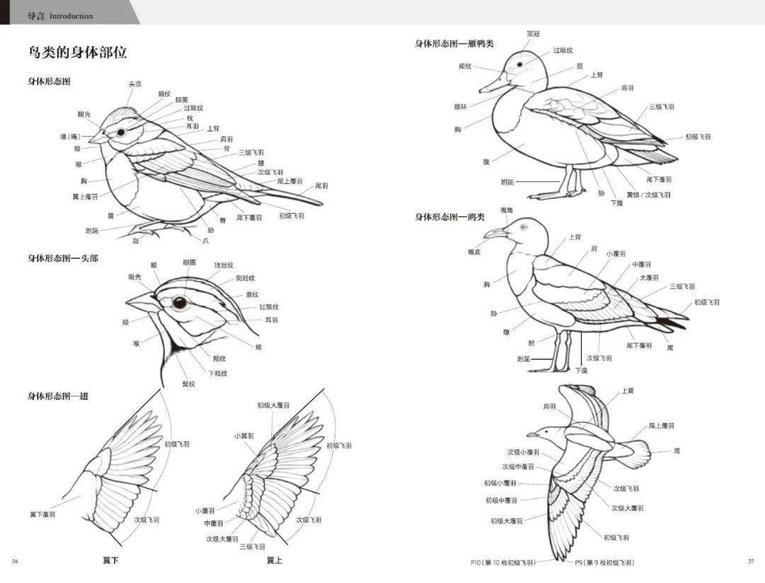作为一本专业的百科全书,在本书的开头,编者就将鸟类的身体部位图