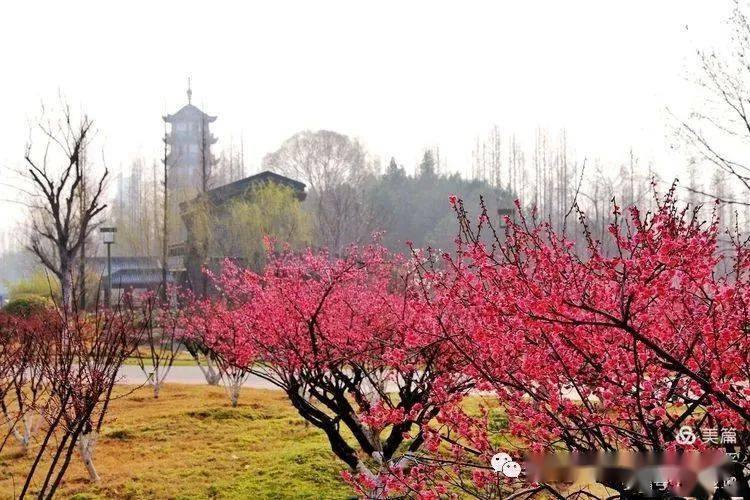 大美邳州|朱志平:桃花岛 邂逅那美丽的梅花