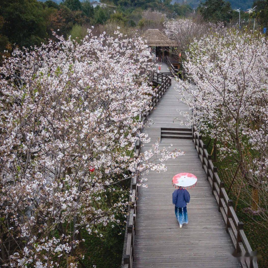 西塘国旅粉了粉了浙江这条樱花长廊国风小姐姐的最爱趁着春日快打卡吧