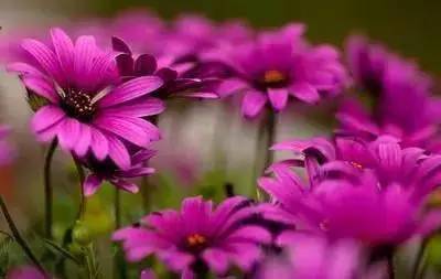 李白:最有才的诗人,最孤独的歌者 100种花的花语,你都知道吗?