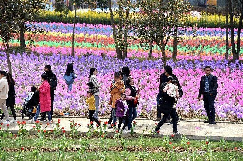 蓬溪万象花海 真漂亮!