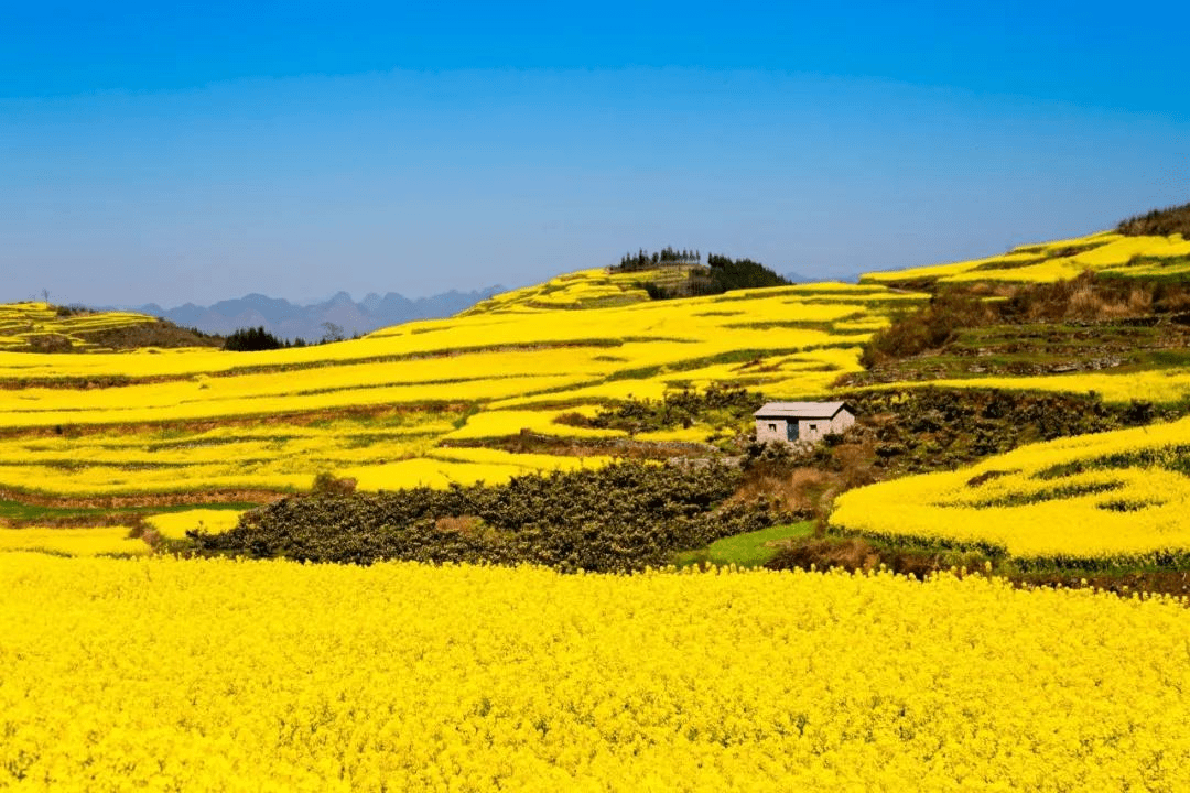 云南观赏油菜花攻略 人少景美,趁着春光好去看看吧