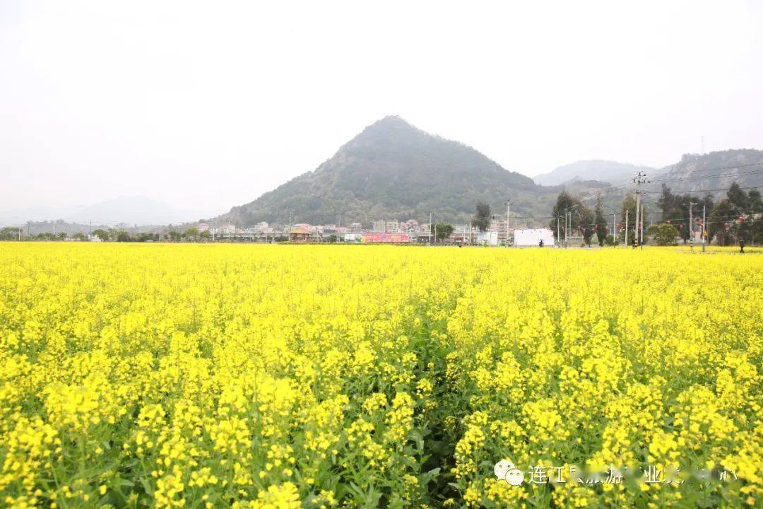 连江百亩油菜花盛开,染黄了整个村庄!